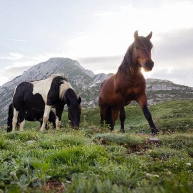 trans balkan horses in landscape with mountains
